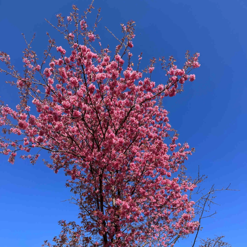 花花背景图