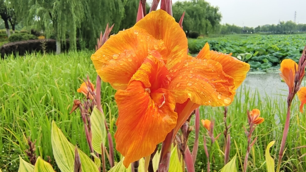 在江西吉安城南白鹭园，婀娜多姿的美人蕉尽情绽放，在一场雨水的滋润下显得更加楚楚动人！