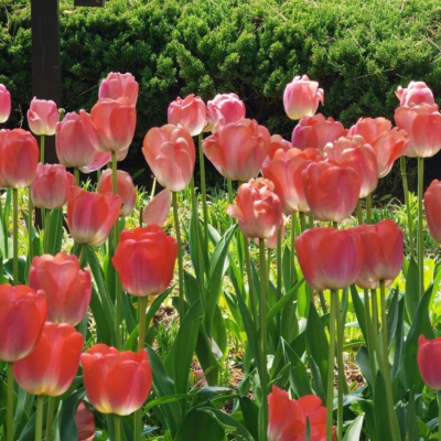 花花背景圖