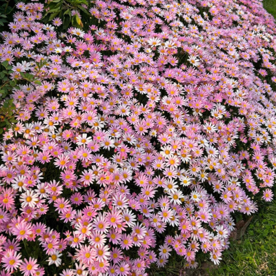 花花背景圖