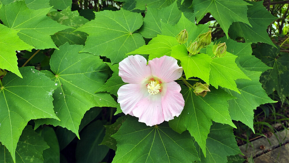 吉安随拍：花花草草之木芙蓉