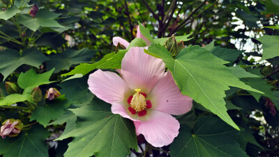 吉安随拍：花花草草之木芙蓉