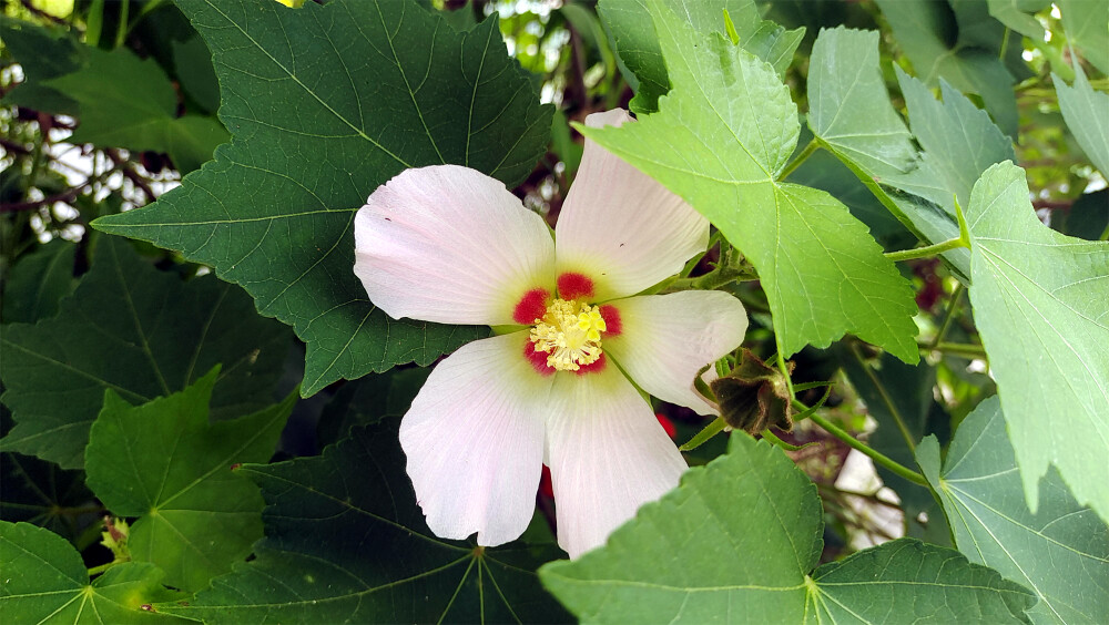 吉安随拍：花花草草之木芙蓉