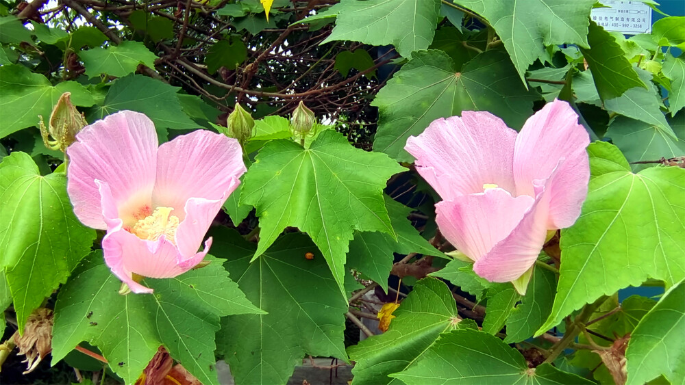 吉安随拍：花花草草之木芙蓉