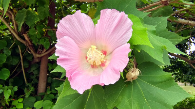 吉安随拍：花花草草之木芙蓉