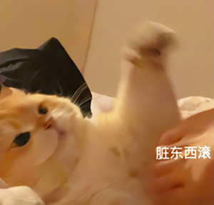 小猫表情包