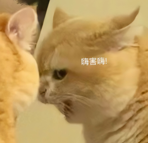 小猫表情包