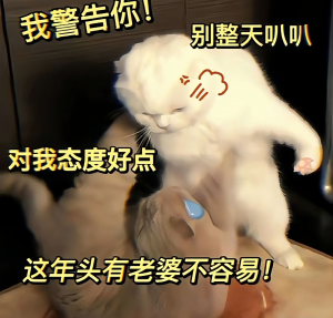 小猫表情包