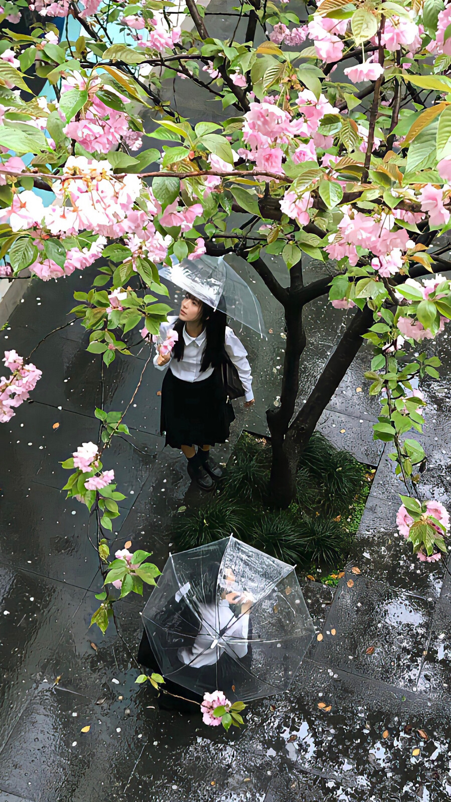 高级感壁纸
落花时节又逢君