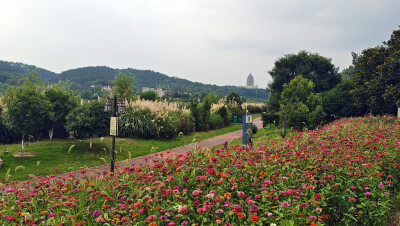 美丽吉安：后河景区风光欣赏（芦荻园处）