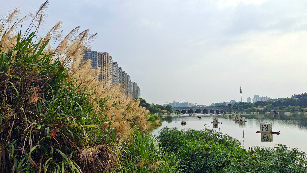 美丽吉安：后河景区风光欣赏（芦荻园处）