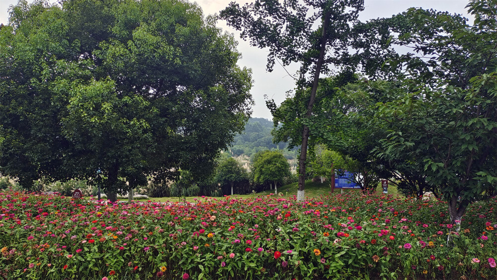 美丽吉安：后河景区风光欣赏（芦荻园处）