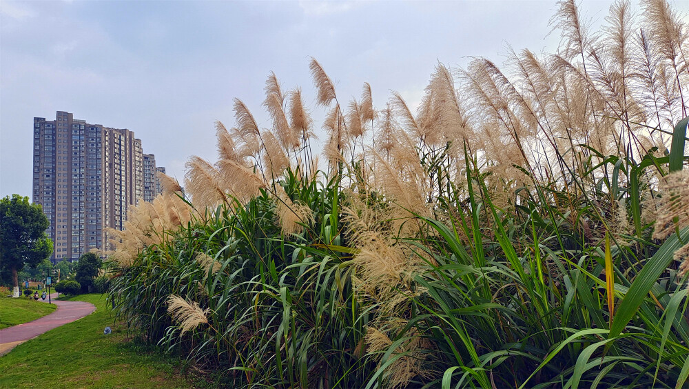 美丽吉安：后河景区风光欣赏（芦荻园处）