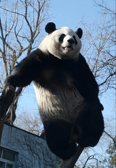 西直门三太子萌兰