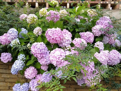 绣球花