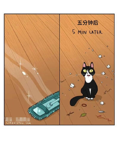 养猫人秒懂