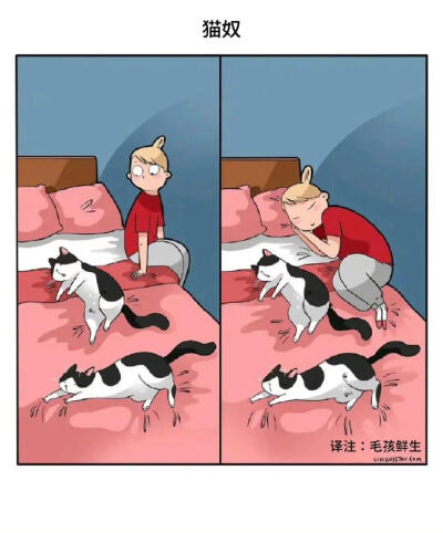 养猫人秒懂