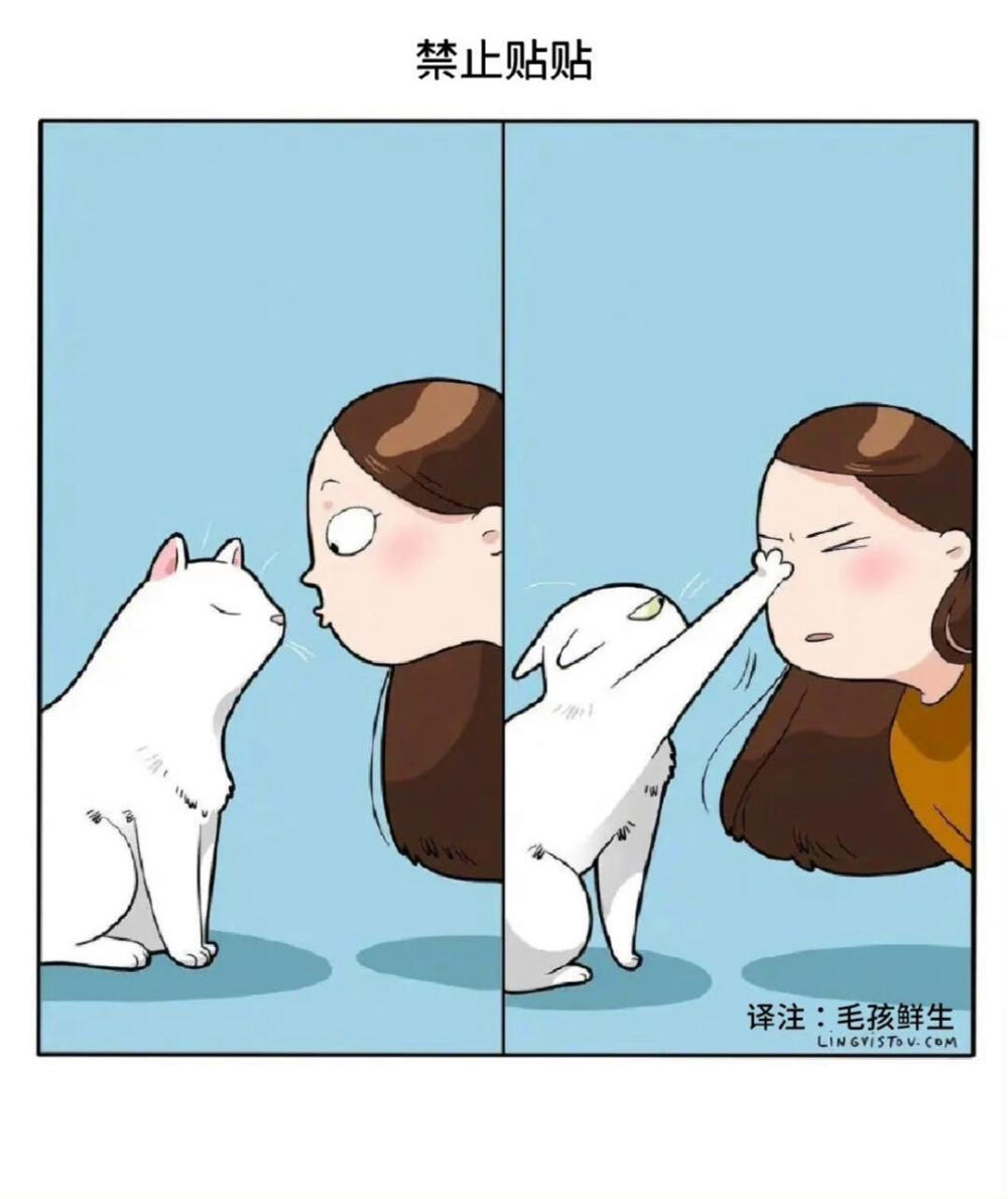 养猫人秒懂