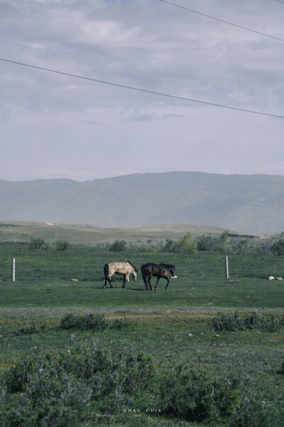 绿色 风景 马