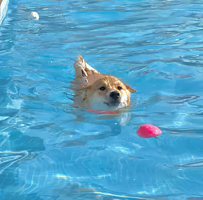 夏天 狗狗头像