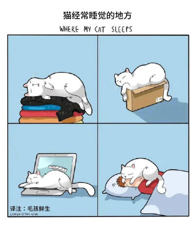 养猫人秒懂