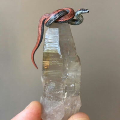 小蛇