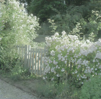 wb:没吃饱的小鱼干