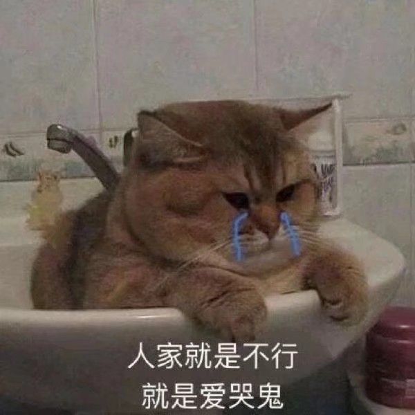 可爱猫猫