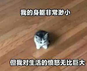 表情包