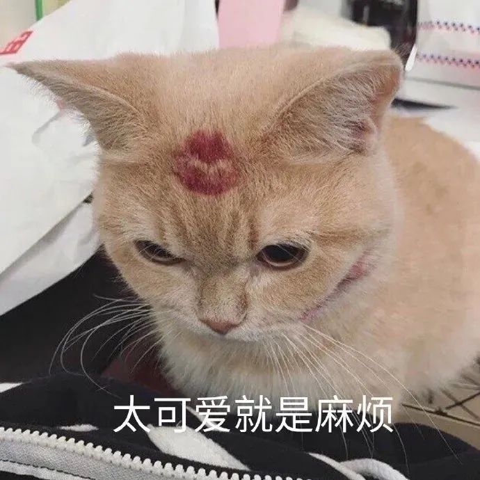 猫猫表情包