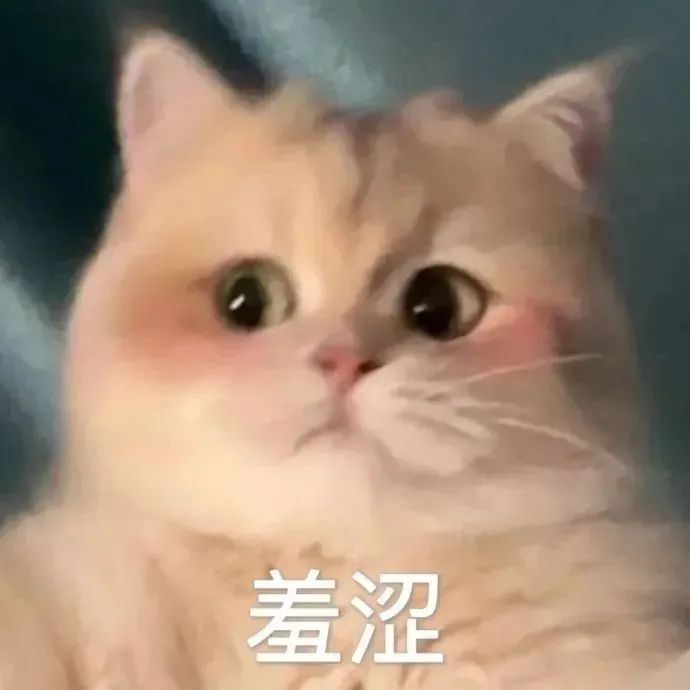 猫猫表情包