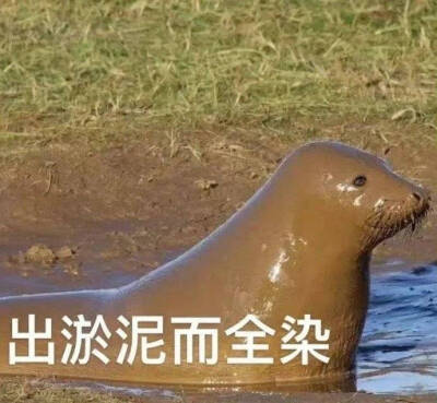 搞怪表情包