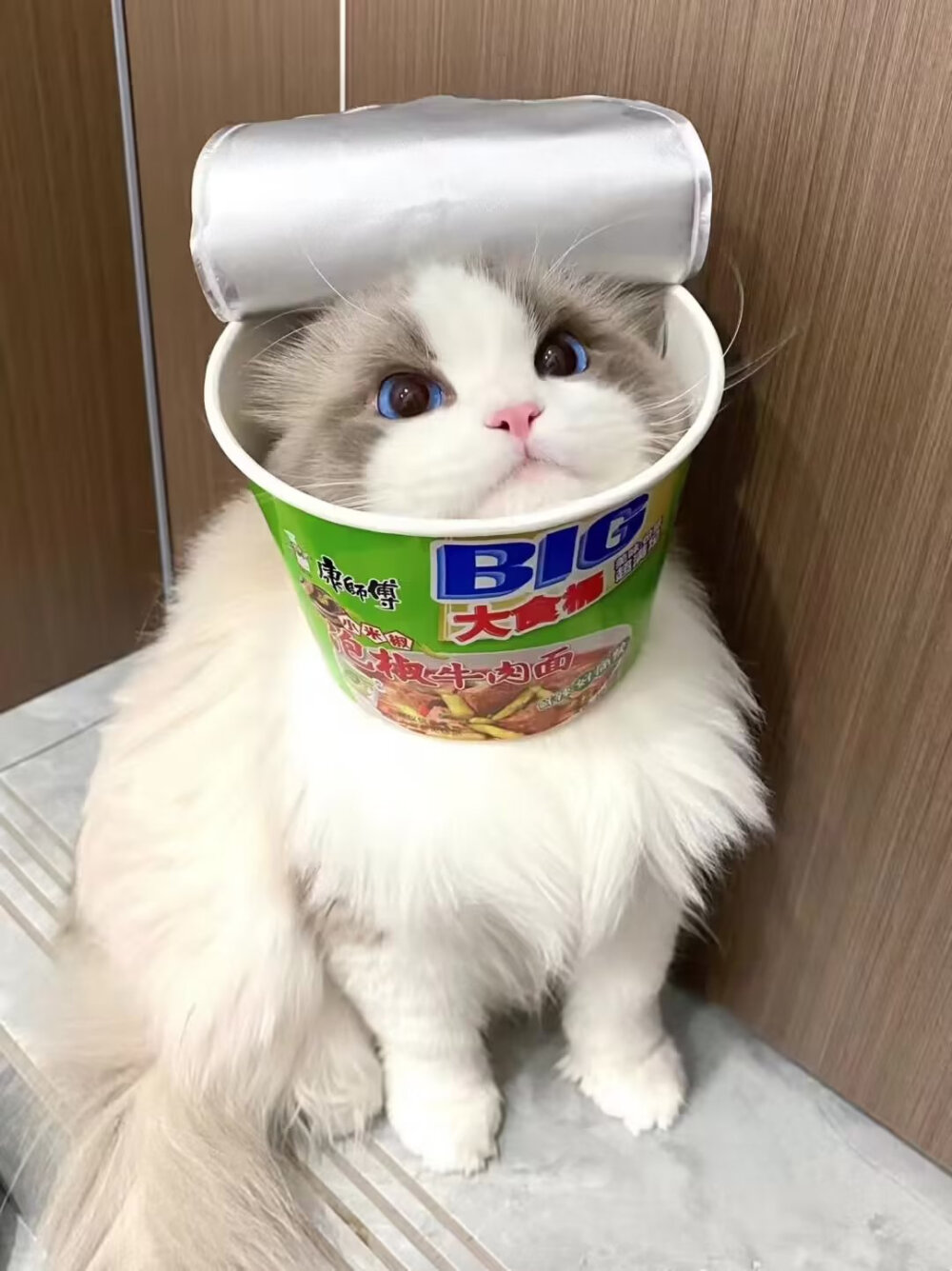 可爱猫猫