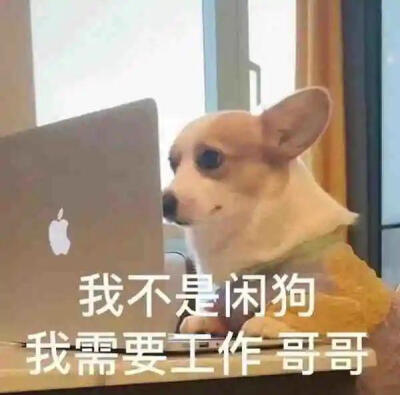 憨狗表情包