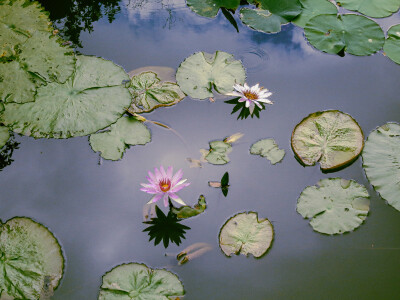 荷花 夏天 展览 