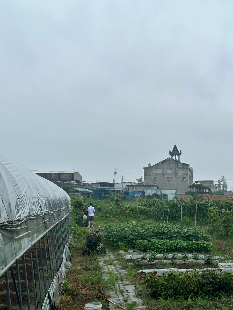 采空心菜和茄子，提醒：你下次还来摘要提前告诉我呀，我鞋子都弄脏了