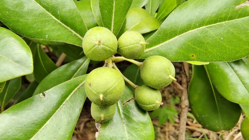 吉安随拍：海桐果实