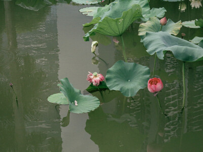 荷花 夏天 展览