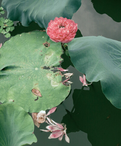 荷花 夏天 展览