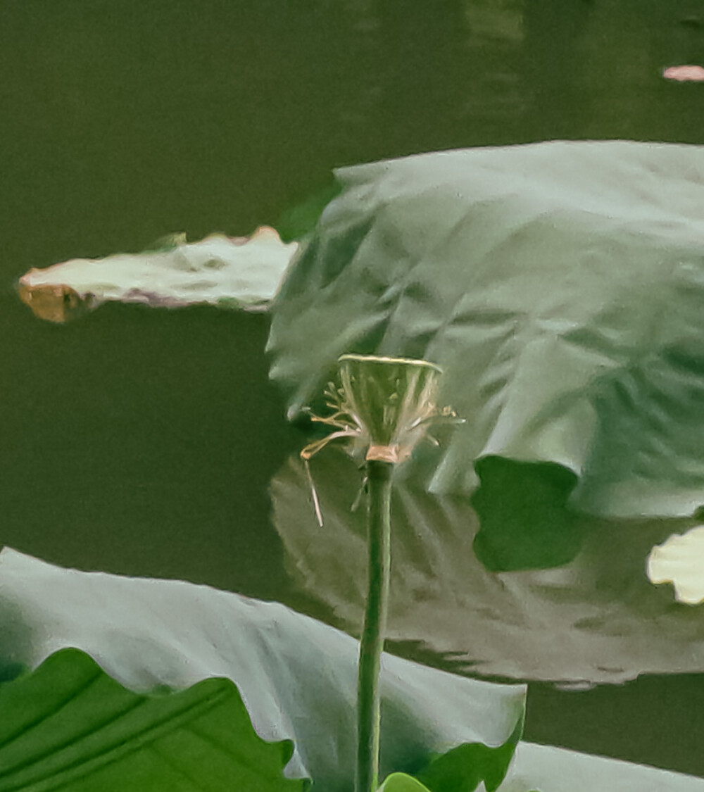 荷花 夏天 展览