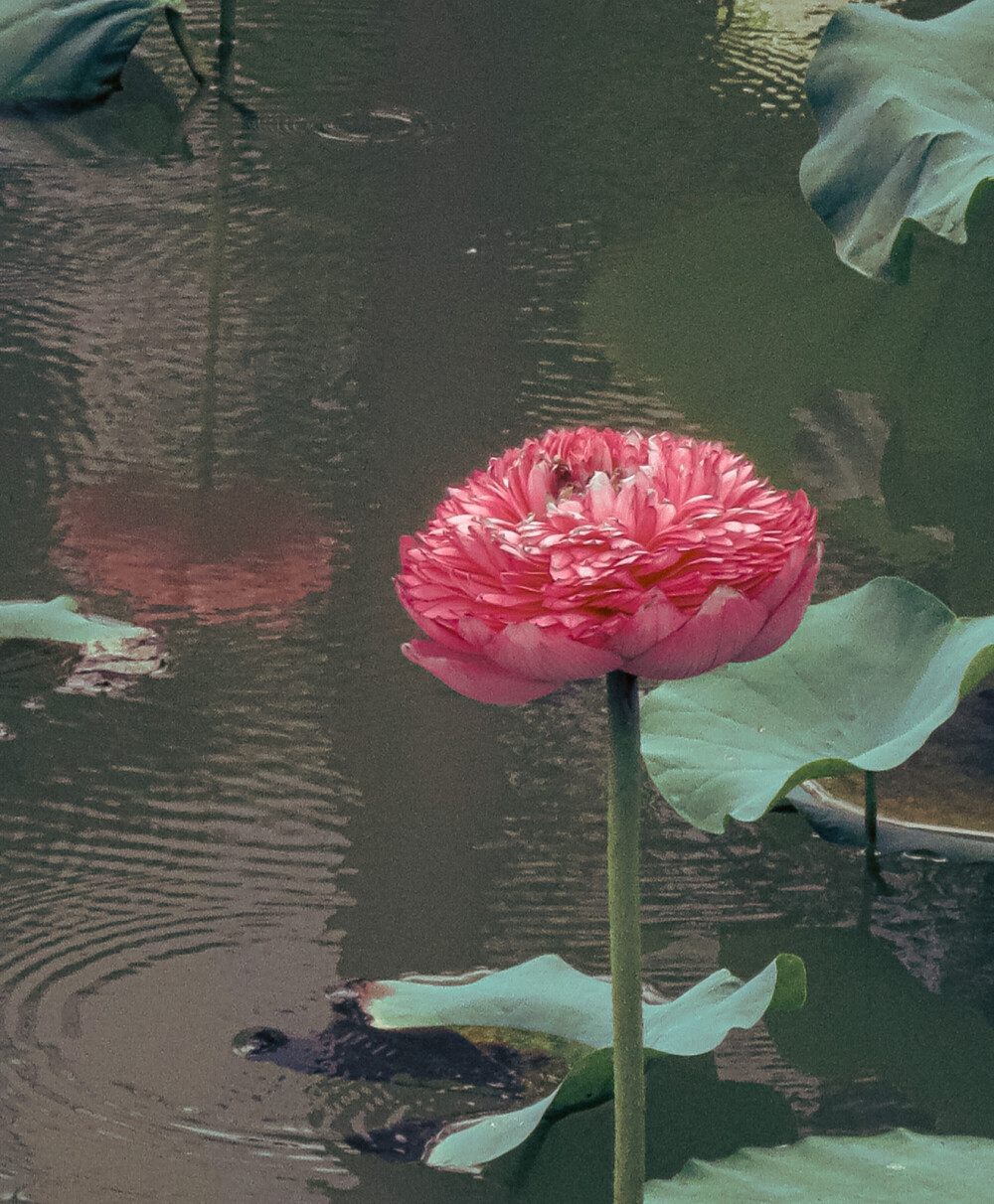 荷花 夏天 展览