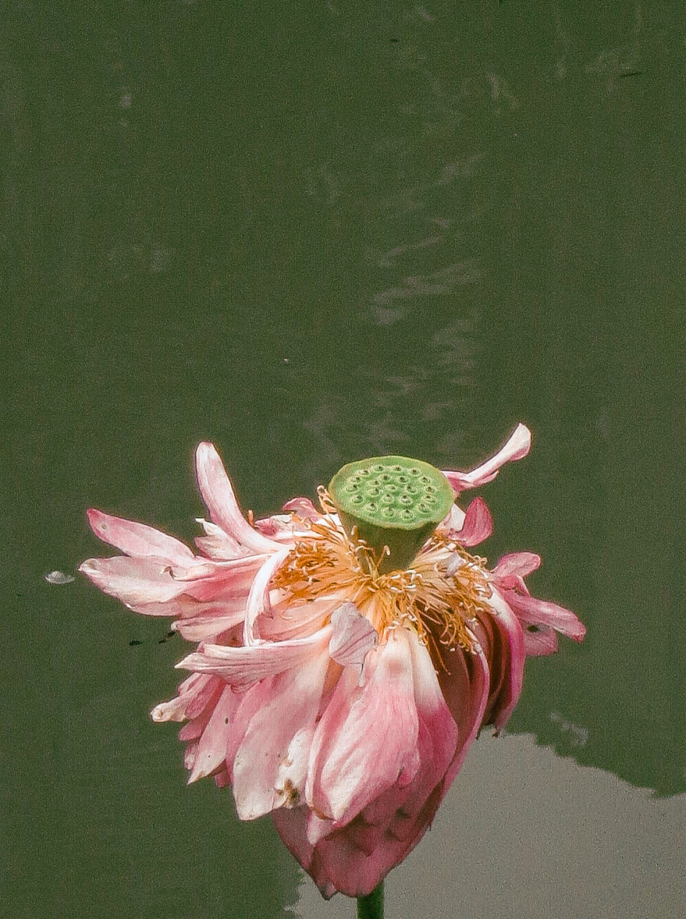 荷花 夏天 展覽