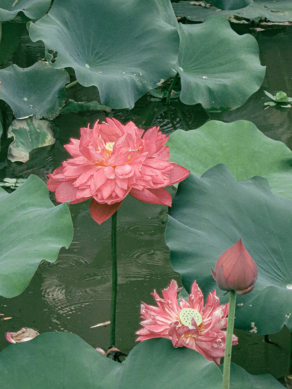 荷花 夏天 展览