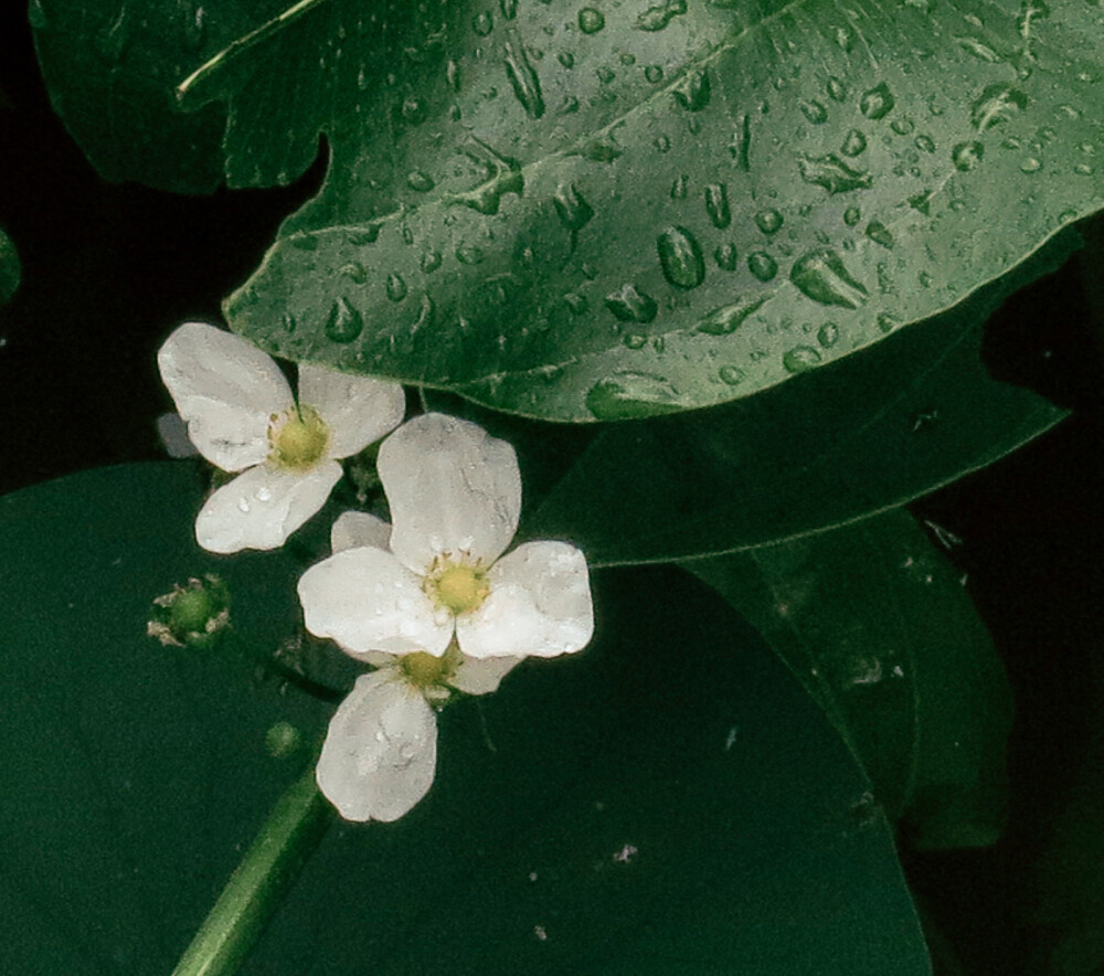 荷花 夏天 展览