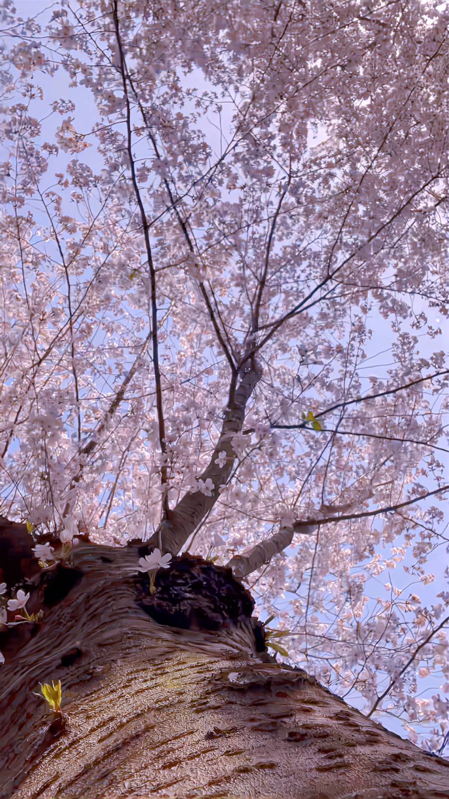 下次再遇见，记得带花❀