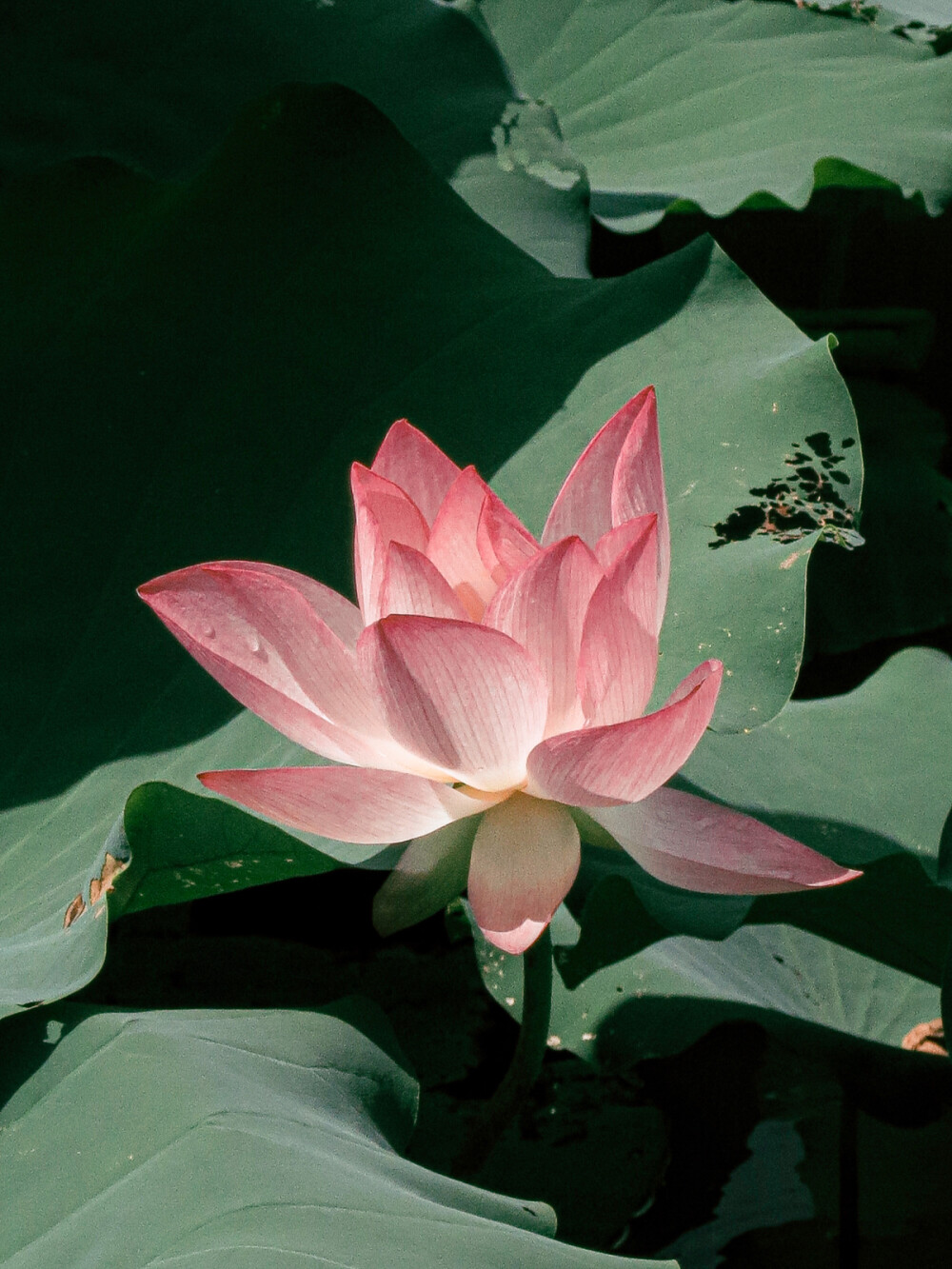 荷花 夏天 展览