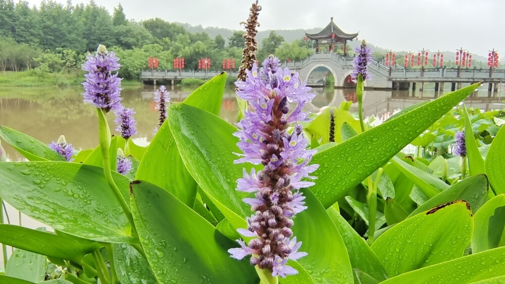 吉安随拍：花花草草之梭鱼草