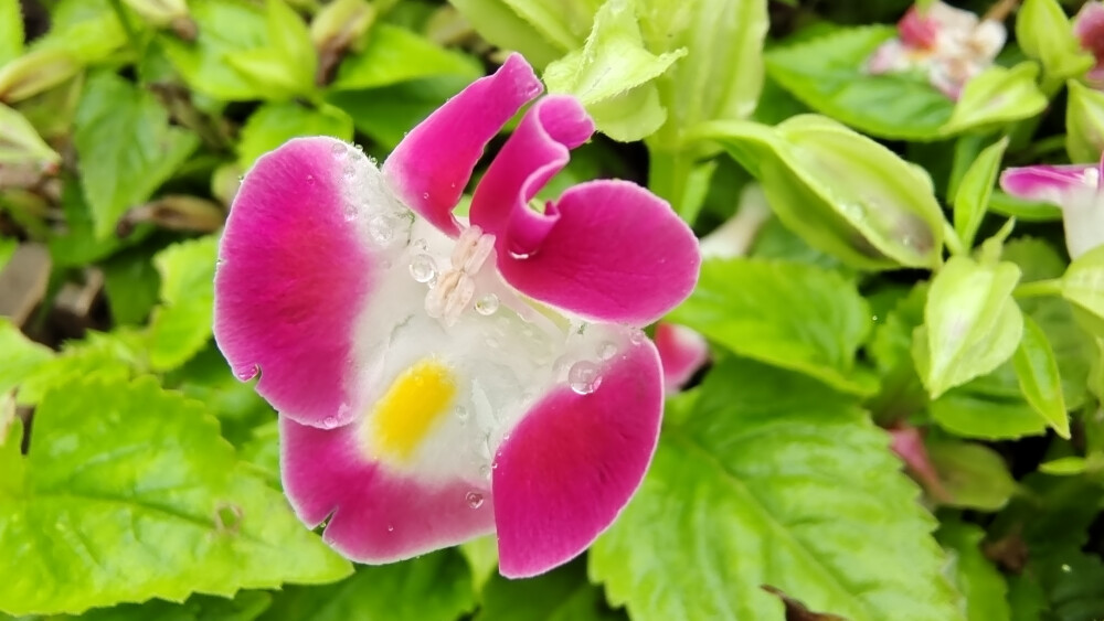 吉安赏花：雨润蓝猪耳 娇艳迷人