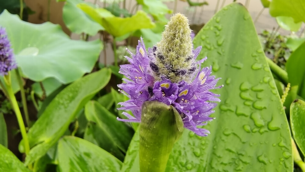 吉安随拍：花花草草之梭鱼草