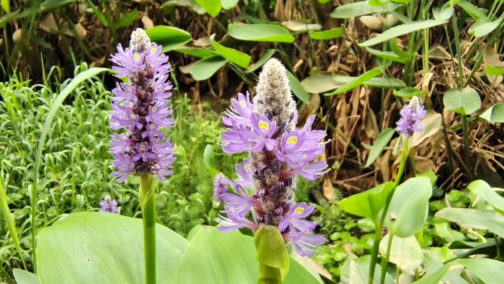 吉安随拍：花花草草之梭鱼草